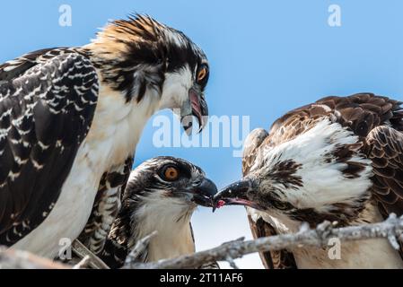 Eine Familie von Fischadlern, die einen frisch gefangenen Fisch fressen Stockfoto