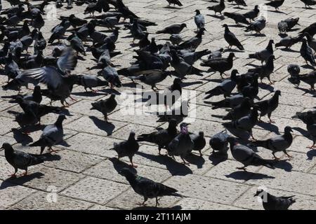 Jemand auf dem Hauptplatz der Altstadt füttert eine Herde Tauben Stockfoto