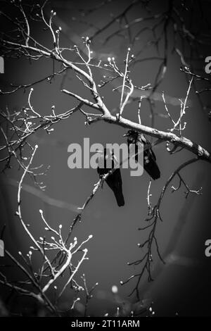 Zwei fischkrähen auf einem Baum über dem See. Schwarz-weiß-Edition Stockfoto