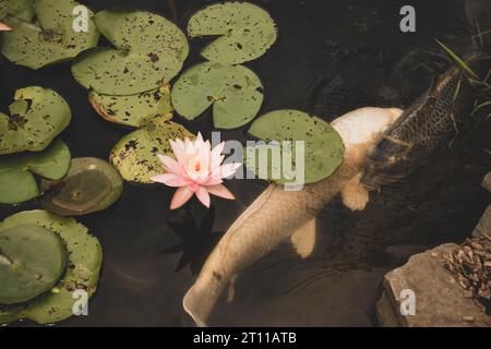 Schwarz-weiße Koi-Fische schwimmen nebeneinander in einem Teich mit einer wunderschönen Lilienblume und Lilienpads. Stockfoto