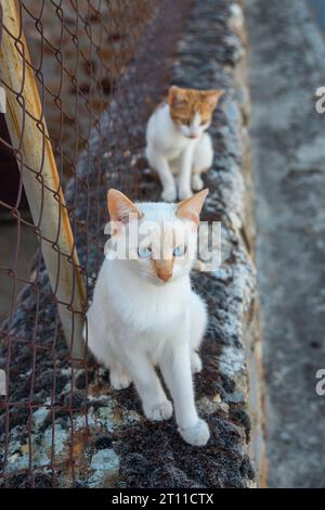 Zwei Kätzchen. Stockfoto