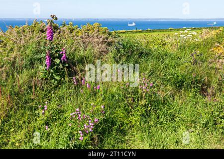 Red Campion (Silene dioica) und Fuchshandschuhe wachsen auf den Klippen von Martins Haven im Pembrokeshire Coast National Park, West Wales, Großbritannien Stockfoto