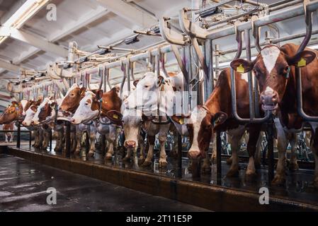 Kühe in einer Farm aus nächster Nähe. Milchkühe in einem Bauernhof. Stockfoto