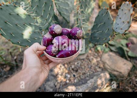 Hand mit einem Teller reifer Kaktusfrüchte. Kaktuspflanze mit süßen Früchten im Garten Stockfoto