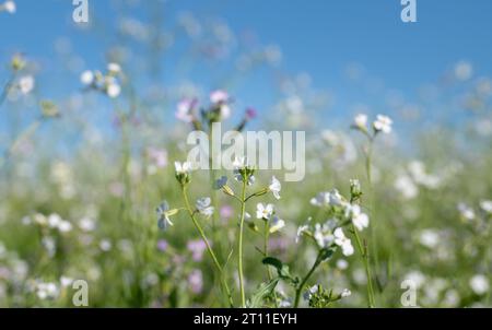 Eine Blumenwiese im Herbst mit Gründünger. Die zarten weißen und rosa Blüten wachsen am blauen Himmel. Es ist Platz für Text vorhanden Stockfoto
