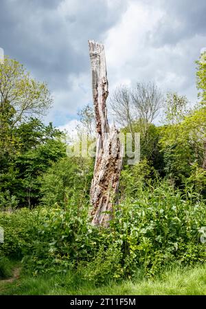 Die Überreste eines toten Baumes, gemeinhin als Wildtier-Monolith oder Baumstumpf bezeichnet, Heimat für unzählige Insekten und organische Materie, London, UK Stockfoto
