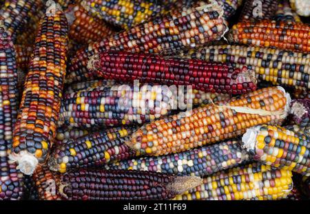 Maiskolben in verschiedenen Farben und mit bunten Maiskernen liegen übereinander und bilden einen Hintergrund. Stockfoto