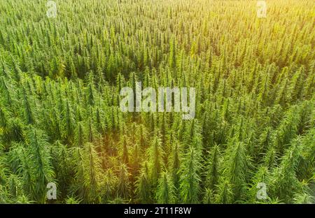 Luftaufnahme großer Cannabis-Felder mit medizinischem Marihuana bei Sonnenuntergang Stockfoto