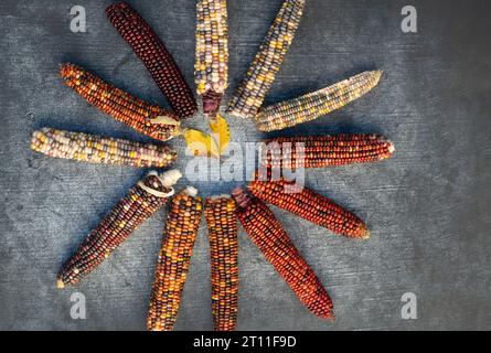 12 Maisohren bilden die Zahlen einer Uhr vor grauem Hintergrund. Die Maiskolben sind bunt, in verschiedenen Farben Stockfoto