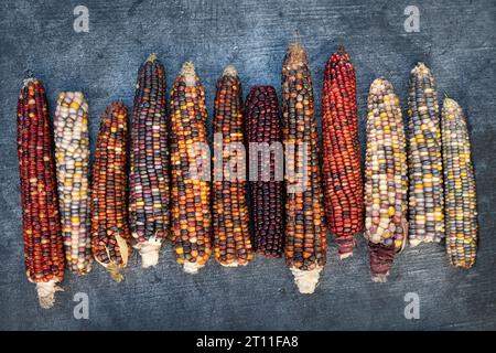 Mehrere reife und bunte Maiskolben liegen vor grauem Hintergrund nebeneinander. Die Maiskolben haben unterschiedliche Farben. Stockfoto