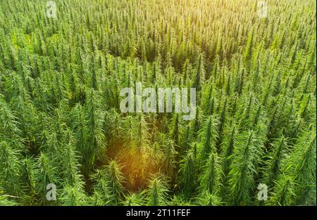 Luftaufnahme großer Cannabis-Felder mit medizinischem Marihuana bei Sonnenuntergang Stockfoto