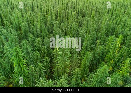 Luftaufnahme großer Cannabis-Felder mit medizinischem Marihuana bei Sonnenuntergang Stockfoto