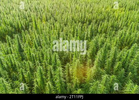 Luftaufnahme großer Cannabis-Felder mit medizinischem Marihuana bei Sonnenuntergang Stockfoto