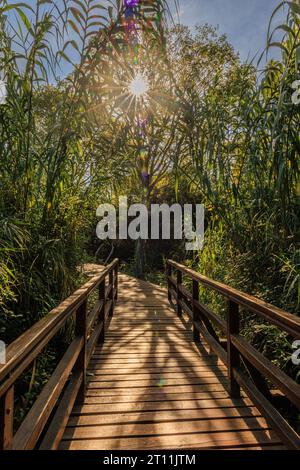 Blick über eine hölzerne Brücke im krka Nationalpark in Richtung eines Sonnenstichs durch das grüne Laub Stockfoto