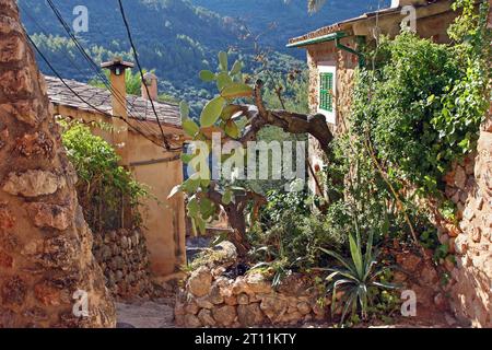 Eine gepflasterte Gasse verläuft zwischen rauen Steinhäusern und einem großen Kakteen in Fornalutx, Mallorca. Vormittag. Tramuntana-Ausläufer im Hinterland. Stockfoto