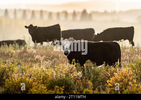 Herde von Rindern weidet im Morgenlicht mit leichtem Nebel und Nebel in Herbstfarben auf den Ranch-Flächen in Alberta Kanada. Stockfoto