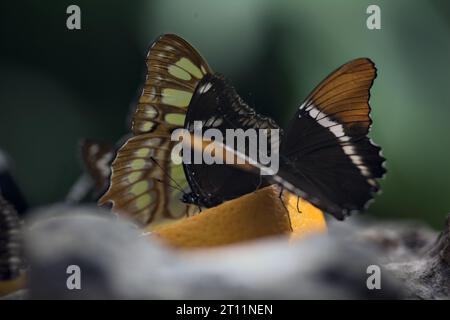 Schmetterlinge, die sich von Fruchtscheiben ernähren, aus nächster Nähe gesehen Stockfoto