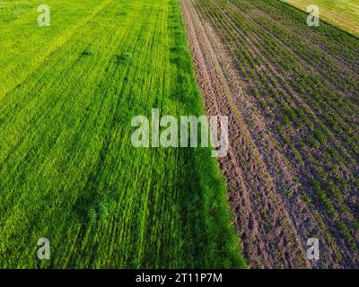 Kartoffelgarten in der Nähe des Haferfeldes, Luftaufnahme. Farmland Landschaft. Stockfoto