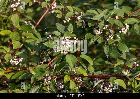 Amerikanischer Dogwood (Cornus sericea) mit weißen Beeren. Stockfoto