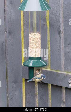 Chaffinch (Fringilla coelebs) essen auf Samen von einem hängenden Vogelfutter Stockfoto