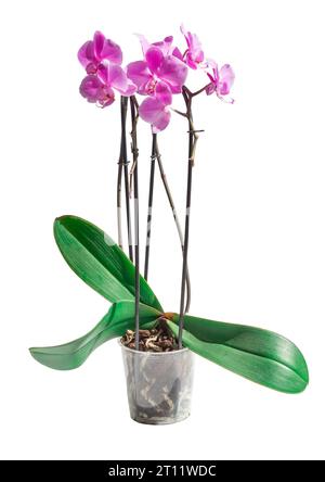 Rosa Orchidee, phalaenopsis mit großen, gestreiften Blüten in einem Blumentopf. Isolieren auf weißem Hintergrund Stockfoto