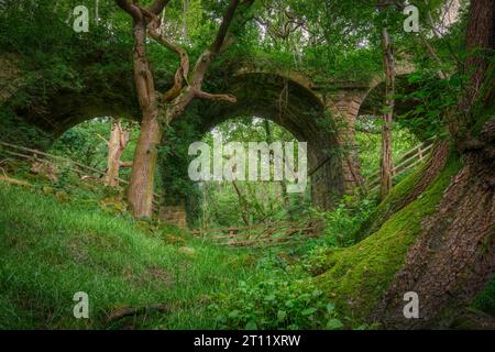 Verlassenes Viadukt in Hoghton Bottoms, Preston, Lancashire, Großbritannien (die Natur übernimmt) Stockfoto