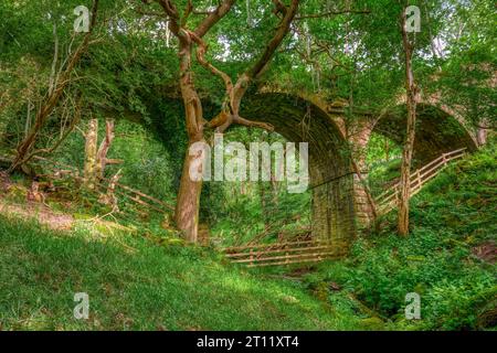 Verlassenes Viadukt in Hoghton Bottoms, Preston, Lancashire, Großbritannien (die Natur übernimmt) Stockfoto