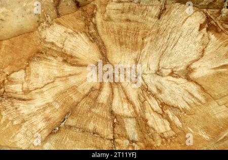 Versteinertes Holz, Oberfläche aus wunderschönem braunen und gelben dekorativen Stein, abstraktes Muster von Rissen, Flecken und Flecken, natürlicher Hintergrund Stockfoto