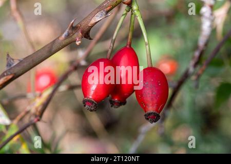 Hagebutten, bunte rote Hagebuttenbeeren auf wilder Rosenpflanze im Herbst, England, Großbritannien Stockfoto