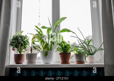 Viele verschiedene Zimmerpflanzen wachsen auf der Fensterbank. Von links: Ardisia crenata, Euphorbia leuconeura, Spathiphyllum, Asplenium nidus, Aloe Vera. Stockfoto