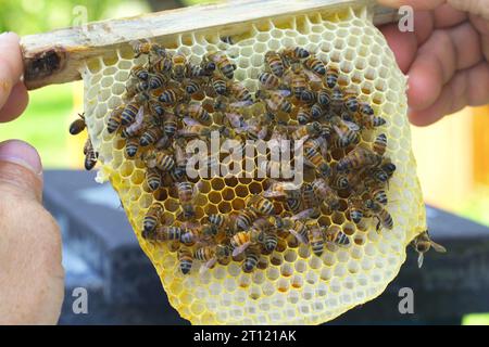 Der Imker zeigt die Bienenkönigin in einem Nistgestell unter den Bienen. Agrarkonzept. Stockfoto