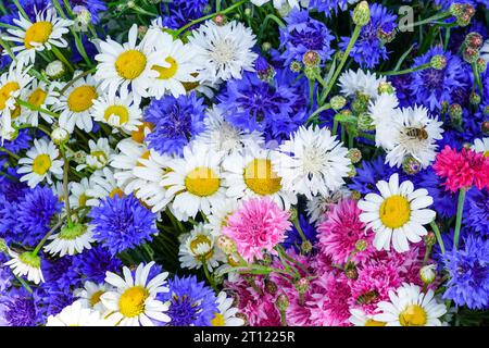 Heller Hintergrund der Wildblumen in verschiedenen Farben, weiße Gänseblümchen, blaue, rosa und lila Kornblumen Stockfoto
