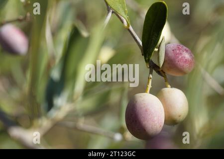 Makrophotographie von Oliven, die für die Ernte aus dem Olivenbaum in Gaianes, Spanien, bereit sind Stockfoto