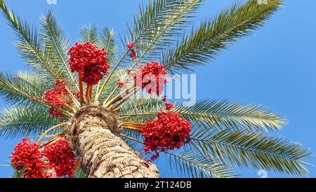 Dattelpalme mit Früchten von roten Datteln auf dem Hintergrund des blauen Himmels. Stockfoto