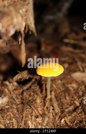 Gelbe Schildpilze (Pluteus chrysophaeus) in britischen Wäldern und Schatten Stockfoto