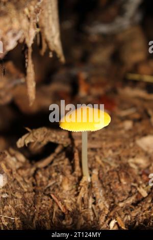 Gelbe Schildpilze (Pluteus chrysophaeus) in britischen Wäldern und Schatten Stockfoto