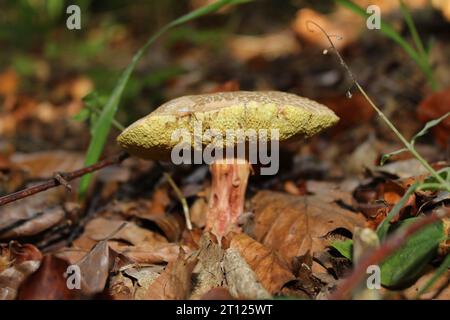 Rotknackpilze (Xerocomellus chrysenteron) in britischen Wäldern Stockfoto