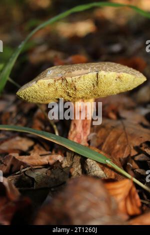 Rotknackpilze (Xerocomellus chrysenteron) in britischen Wäldern Stockfoto