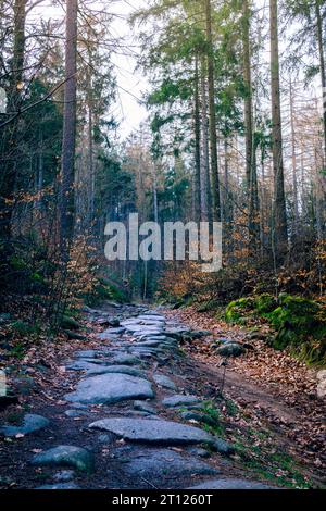 Ein Steinweg durch einen Wald im Spätwinter im frühen Frühling Stockfoto