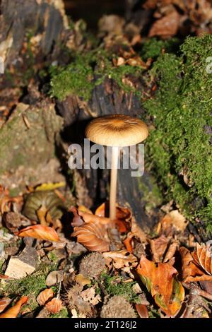 Wurzelpilze (Hymenopellis radicata) in britischen Wäldern Stockfoto