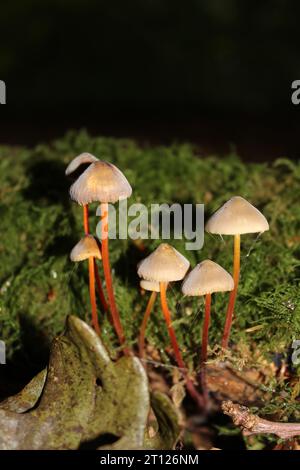 Safrondrop Hauben Pilze (Mycena crocata) auf einem moosbedeckten Baum Stockfoto