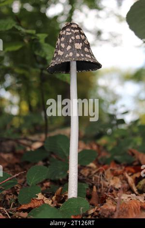 Magpie Inkcap Pilz (Coprinopsis picaceus) in britischen Wäldern Stockfoto