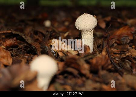 Gewöhnliche Papageienpilze (Lycoperdon perlatum) in britischen Wäldern Stockfoto