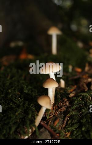 Wurzelpilze (Hymenopellis radicata) in britischen Wäldern Stockfoto