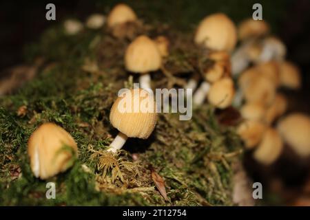 Glitzernde Tintenpatronen (Coprinellus micaceus) auf Moos Stockfoto