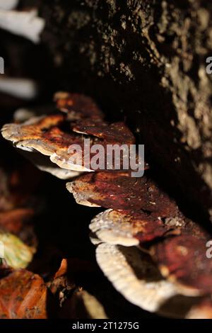 Blushing Bracket Pilz (Daedaleopsis confragosa) auf Baumrinde Stockfoto