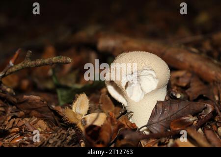 Gewöhnliche Papageienpilze (Lycoperdon perlatum) in britischen Wäldern Stockfoto