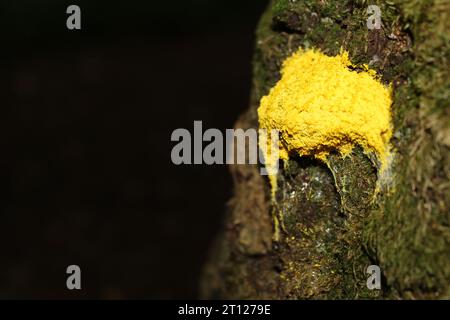 Hundeerbrochen/Rührei-Schleimform (Fuligo septica) auf einem Baum Stockfoto