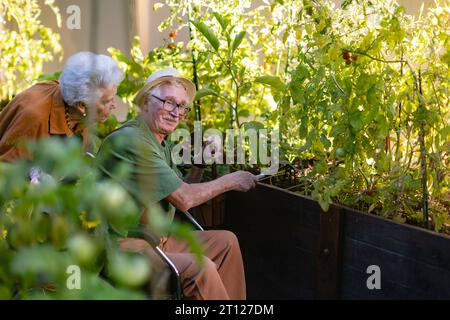Porträt eines Seniorenpaares, das sich um Gemüsepflanzen im städtischen Garten kümmert. Gemeinsame Gartenarbeit im Gemeindegarten in ihrer Wohnung Stockfoto