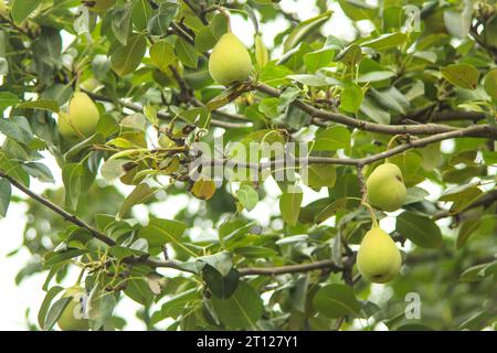 Nahaufnahme der Birne hängt auf Baum. Frische saftige Birnen auf Birnenbaum branch.Organic Birnen in natürlicher Umgebung. Birnenernte im Sommergarten. Stockfoto